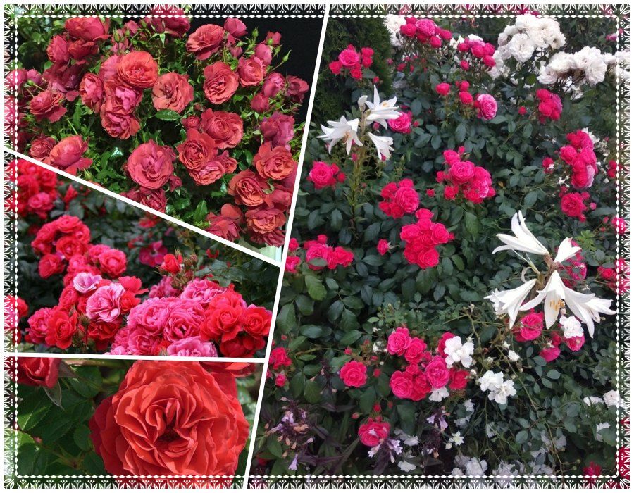 Cherry Girl róże rabatowe